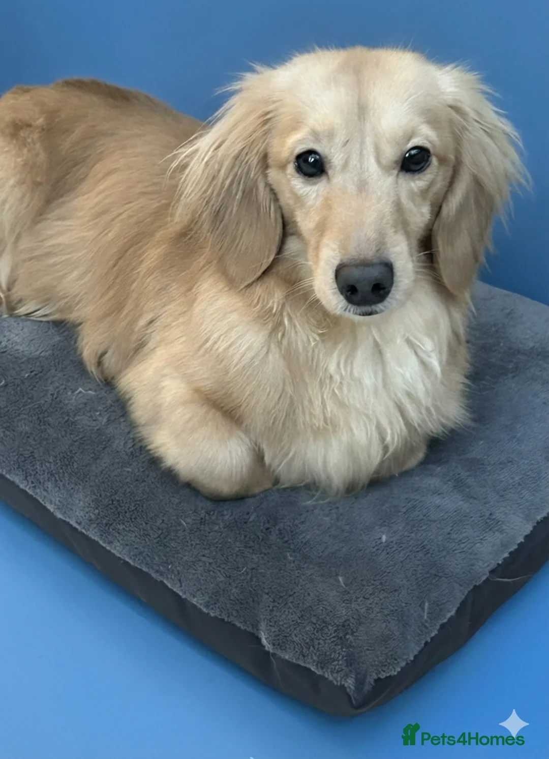 Dachshund dogs for sale: Mini Dachshund Long-haired Boy  - Advert 4