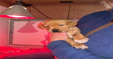 Mixed Breed dogs - Advert 3