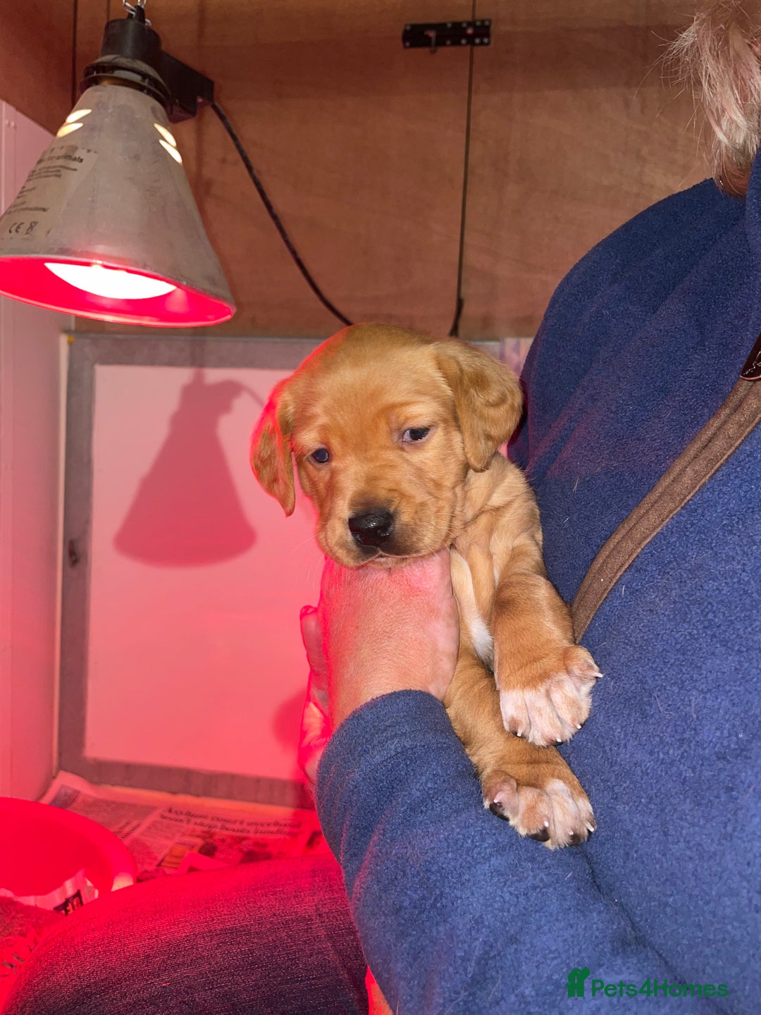 Mixed Breed dogs for sale: Labrador x English Pointer  - Image 3