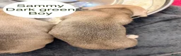French Bulldog dogs for sale: Male French bulldog puppies  in Newton Aycliffe - Advert 10