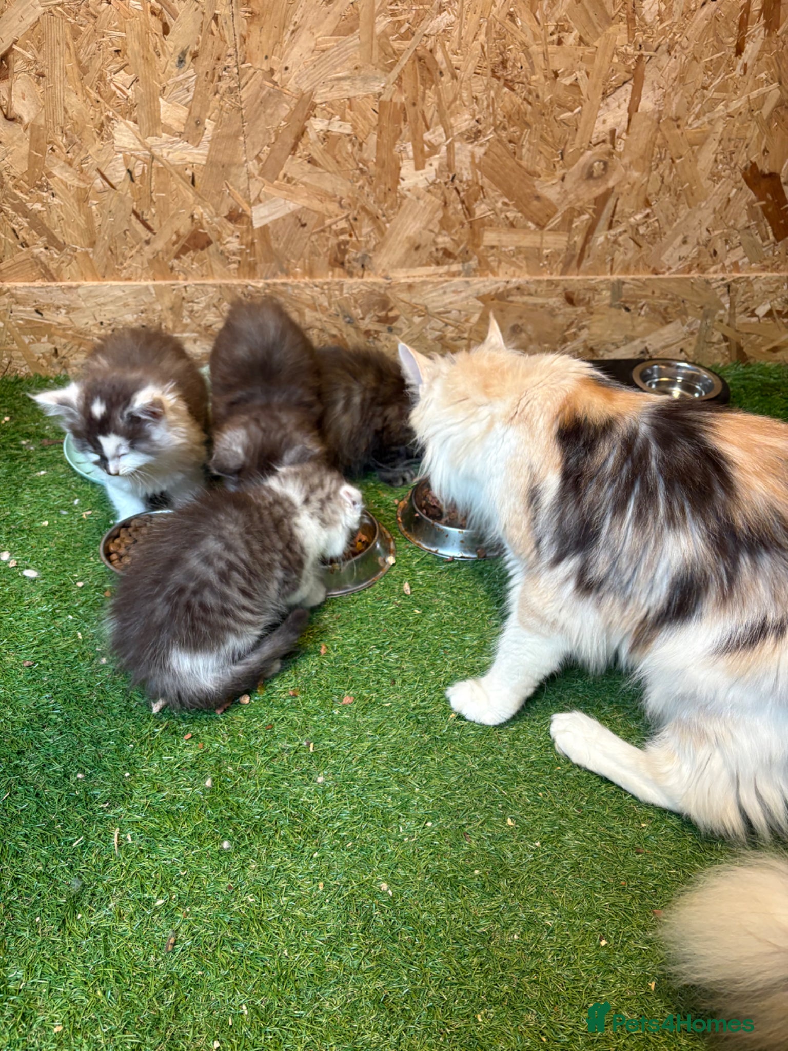 Maine Coon cats for sale: Main coon kittens  - Advert 9
