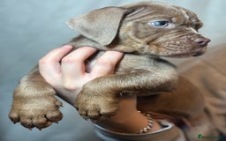 Olde English Bulldogge dogs for sale: 8 week old Olde English Bulldogges  - Advert 9