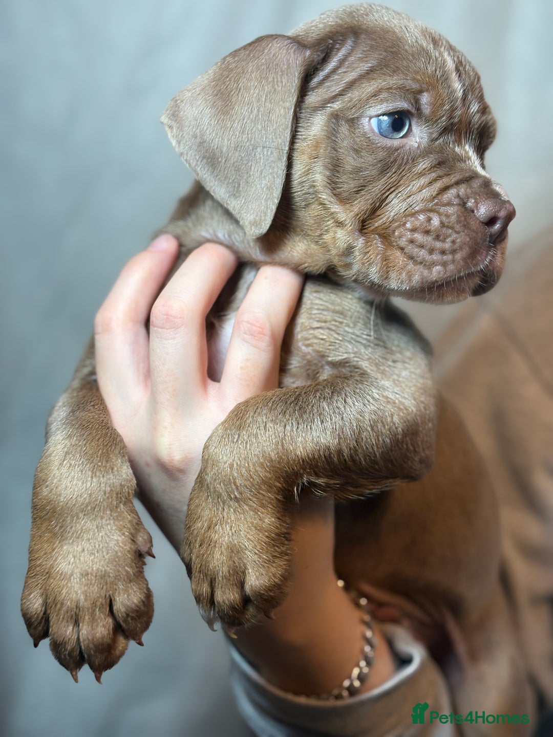 Olde English Bulldogge dogs for sale: 8 week old Olde English Bulldogges  - Advert 9