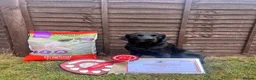 Labrador Retriever dogs for stud: **STANDING AT STUD** FTW Labradors in Stourbridge - Advert 10