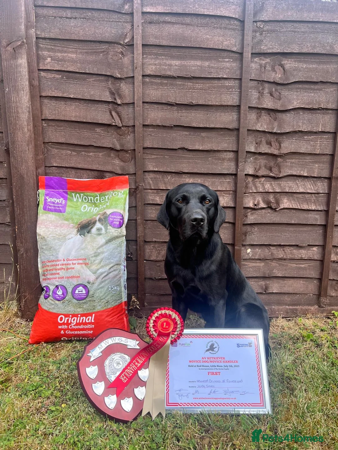 Labrador Retriever dogs for stud: **STANDING AT STUD** FTW Labradors in Stourbridge - Advert 10