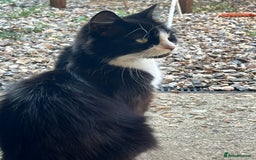 Ragdoll cats for sale: Ragdoll X 4 Beautiful kittens - Image 10