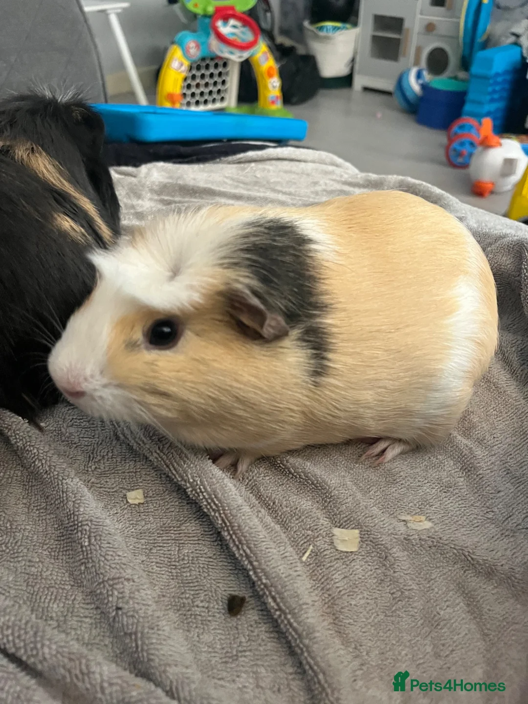 Guinea Pig rodents for sale: 2 male guinea pigs in Liverpool - Advert 2