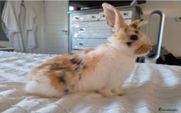 Mini Lop rabbits for sale: Mini Lop Rabbits Doe & very Playful Buck - Image 11