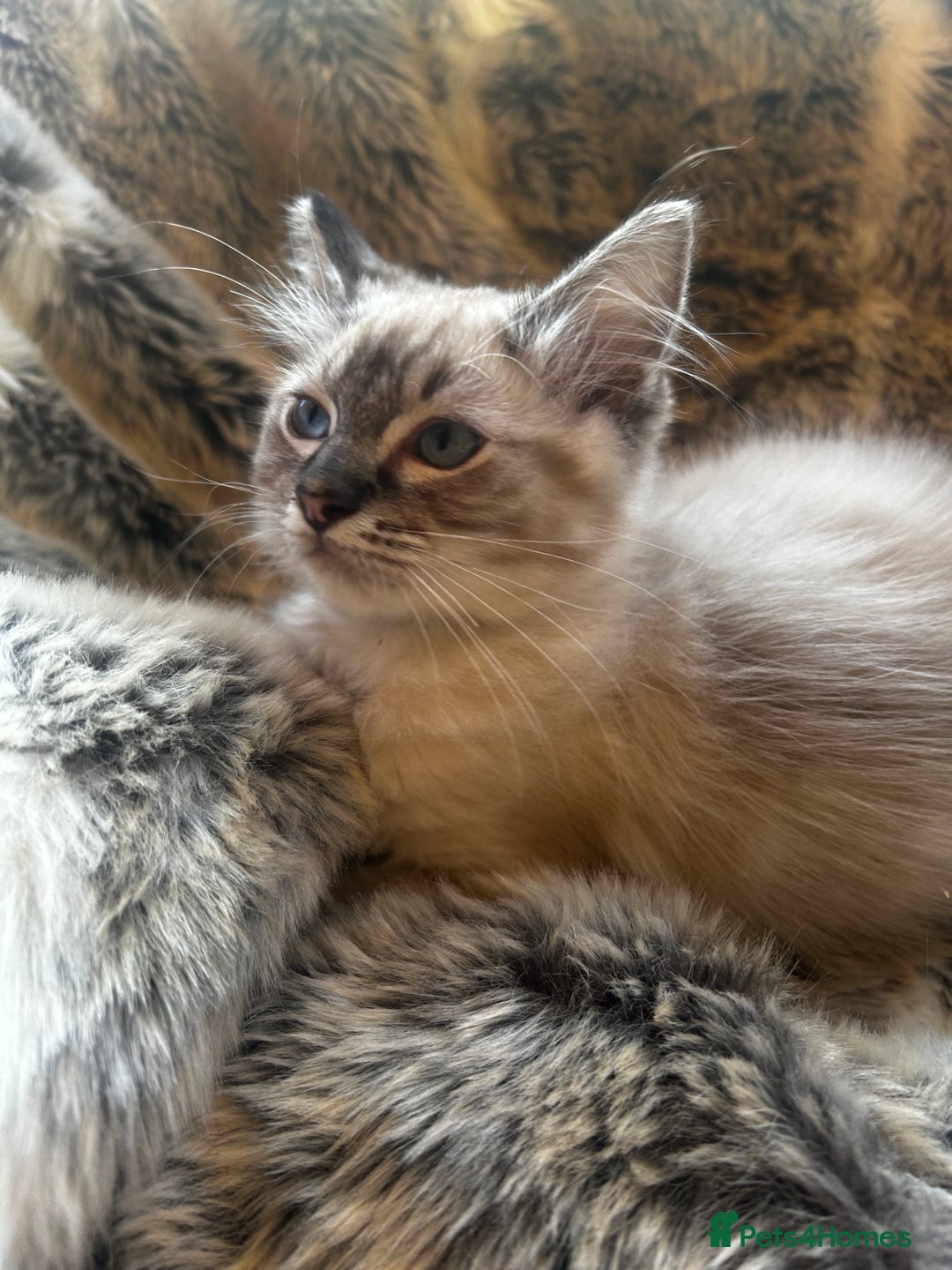 Ragdoll cats for sale: 5 STUNNING RAGDOLL KITTENS AVAILABLE NOW - Advert 11