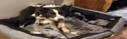 Border Collie dogs for sale: Stunning blue Merle collie pups  - Advert 1