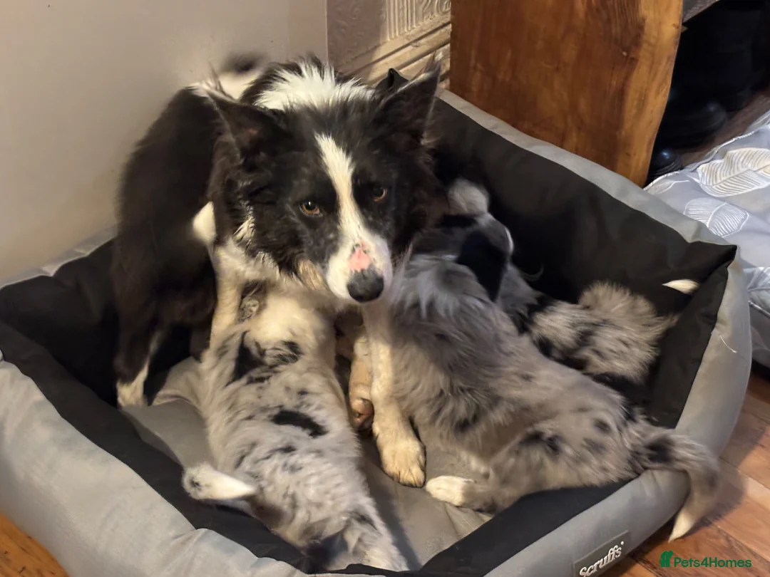 Border Collie dogs for sale: Stunning blue Merle collie pups  - Advert 1