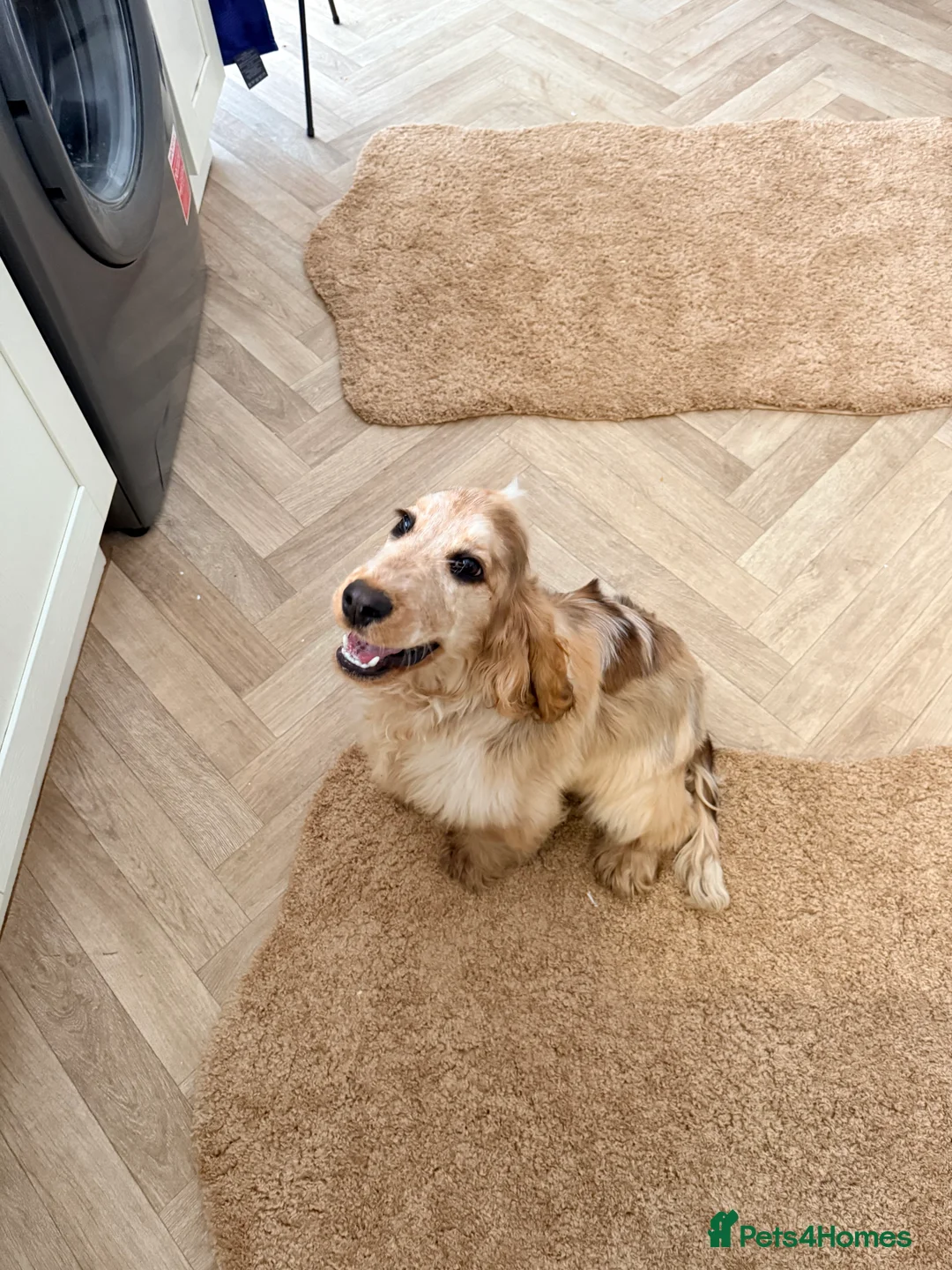 Cocker Spaniel dogs for sale: Show Cocker spaniel girl  - Advert 2