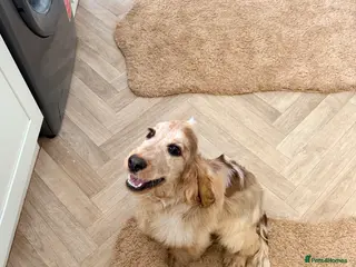 Cocker Spaniel dogs Show Cocker spaniel girl - Advert 2