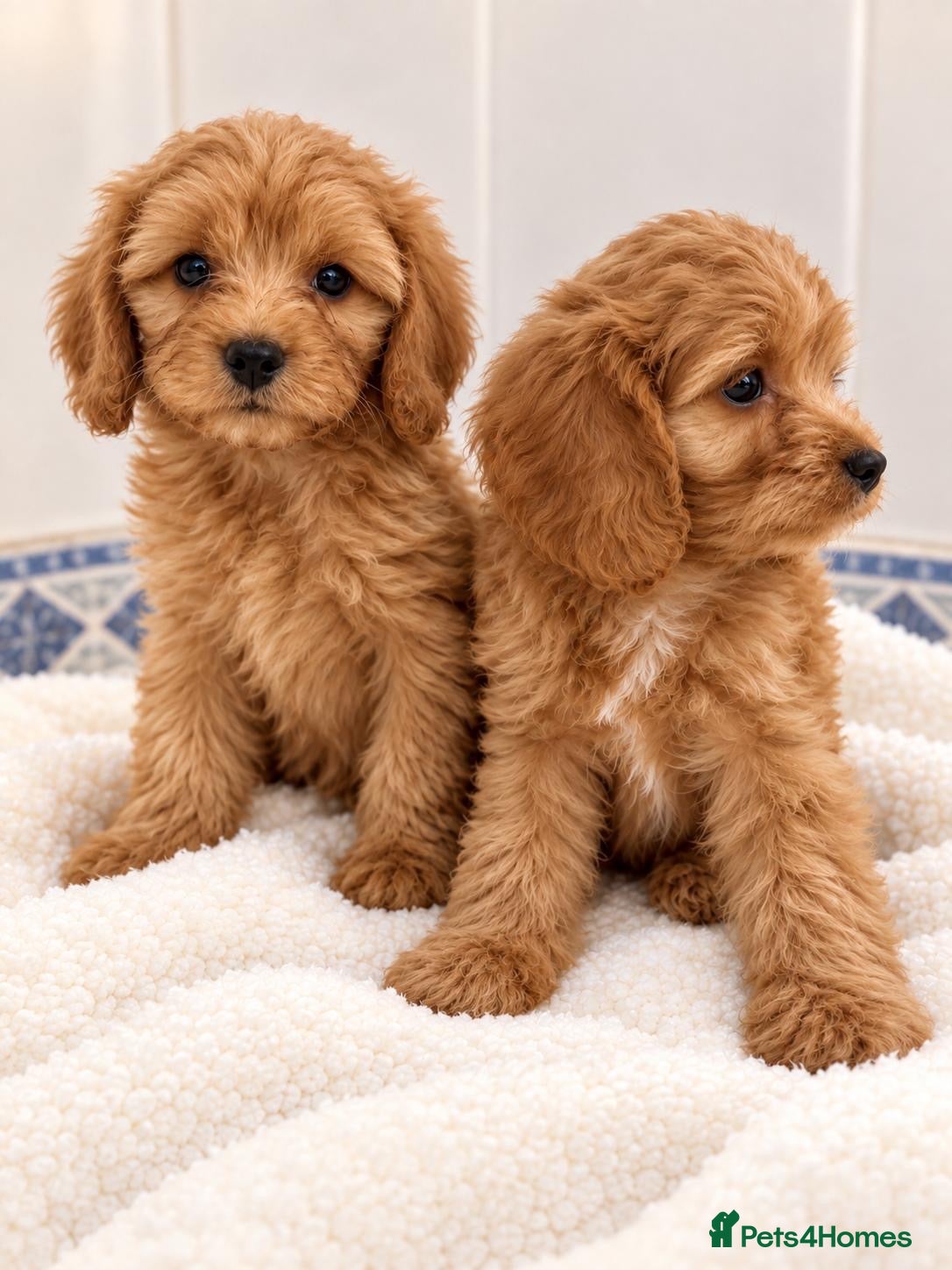 Cavapoo dogs cavapoos - Advert 1