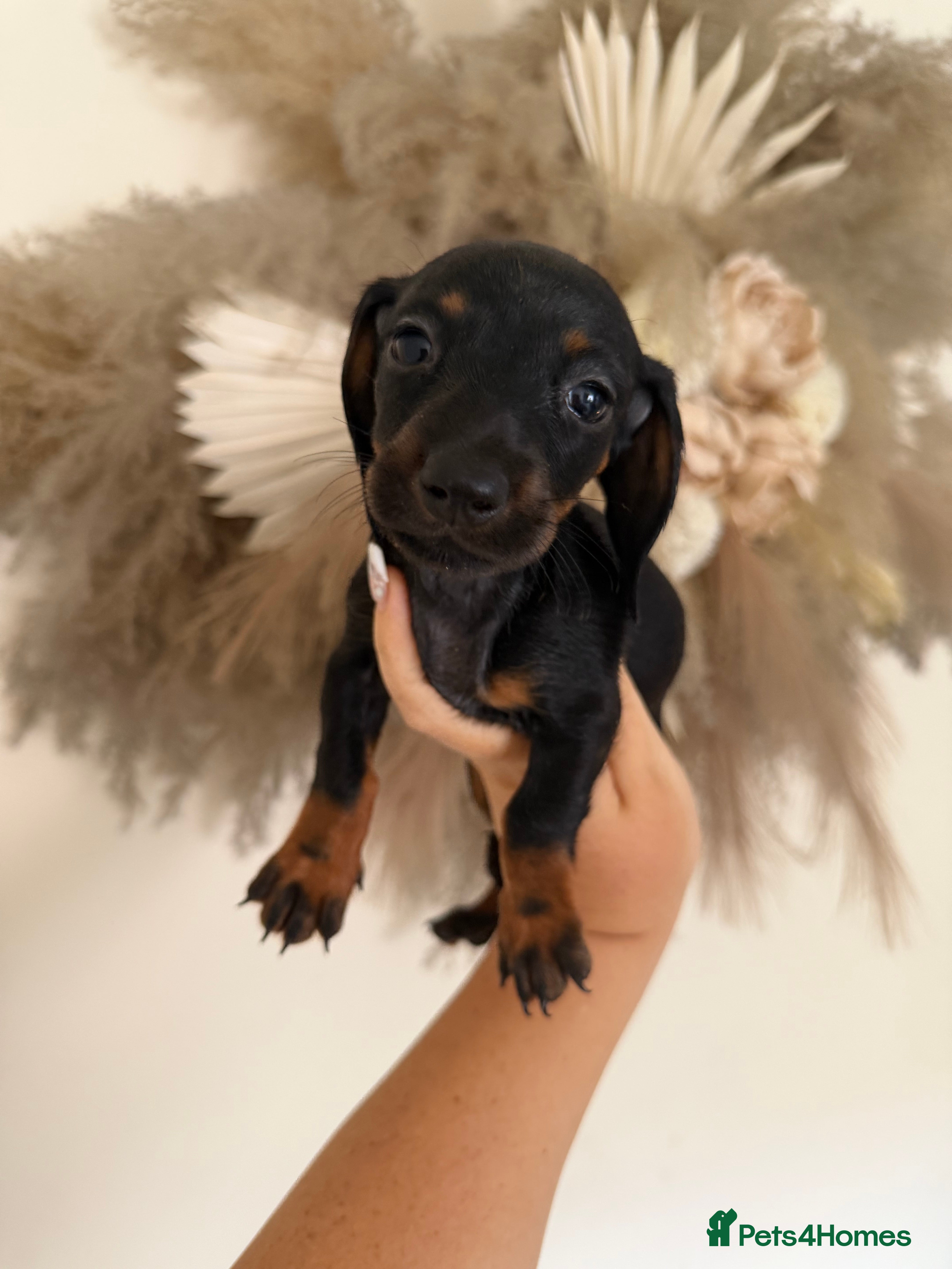 Miniature Dachshund dogs miniature dachshunds 2 girls 2 boys available  - Advert 14