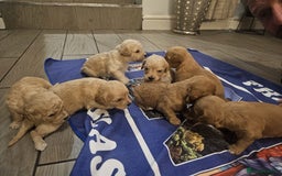 Mixed Breed dogs for sale: Cavachon Puppies for Sale  - Image 8