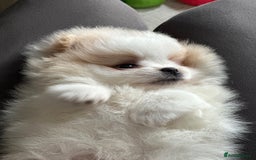 Pomeranian dogs for sale: KC Reg Pomeranian Girls - Image 14