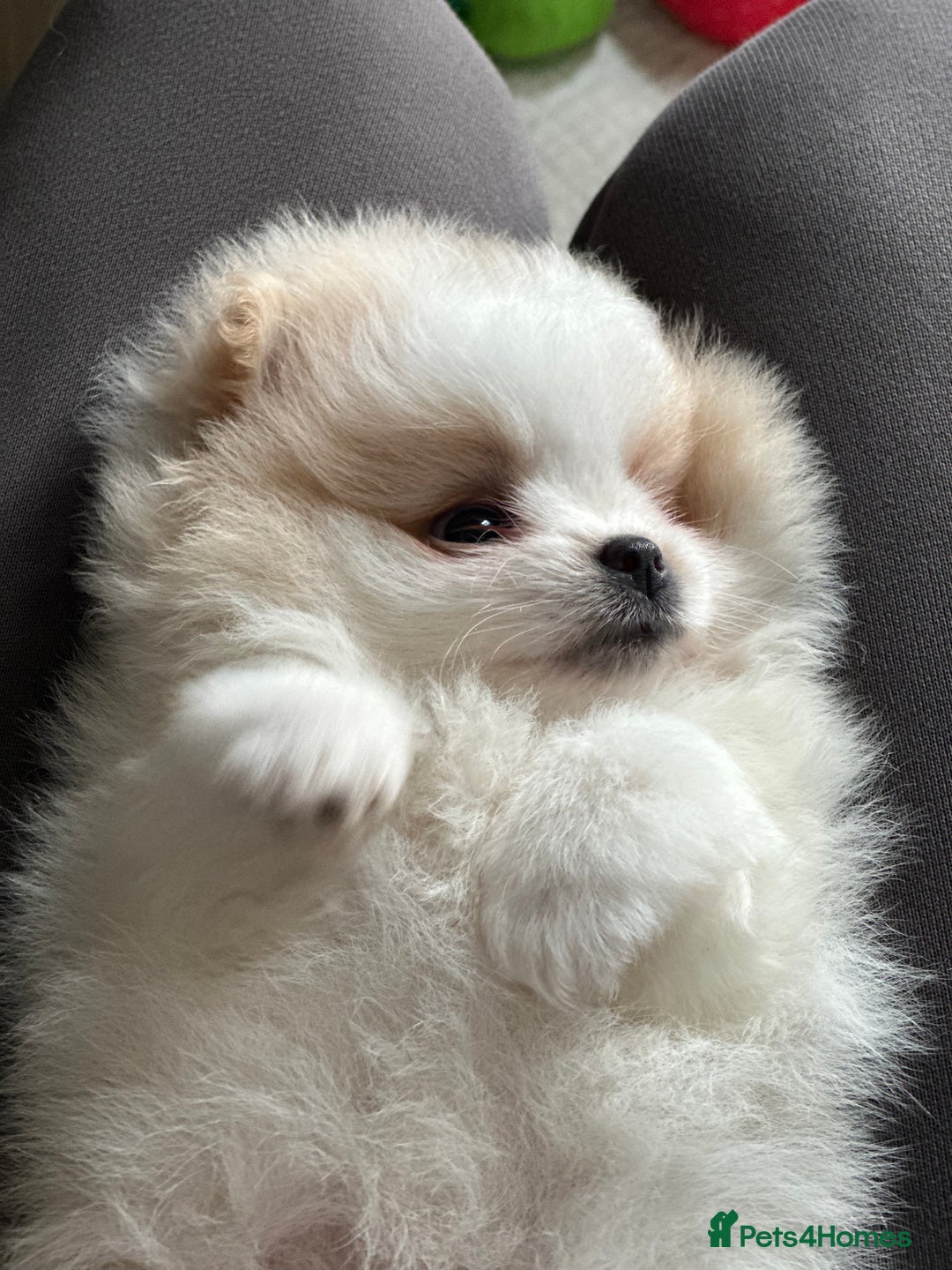 Pomeranian dogs for sale: KC Reg Pomeranian Girls - Image 14