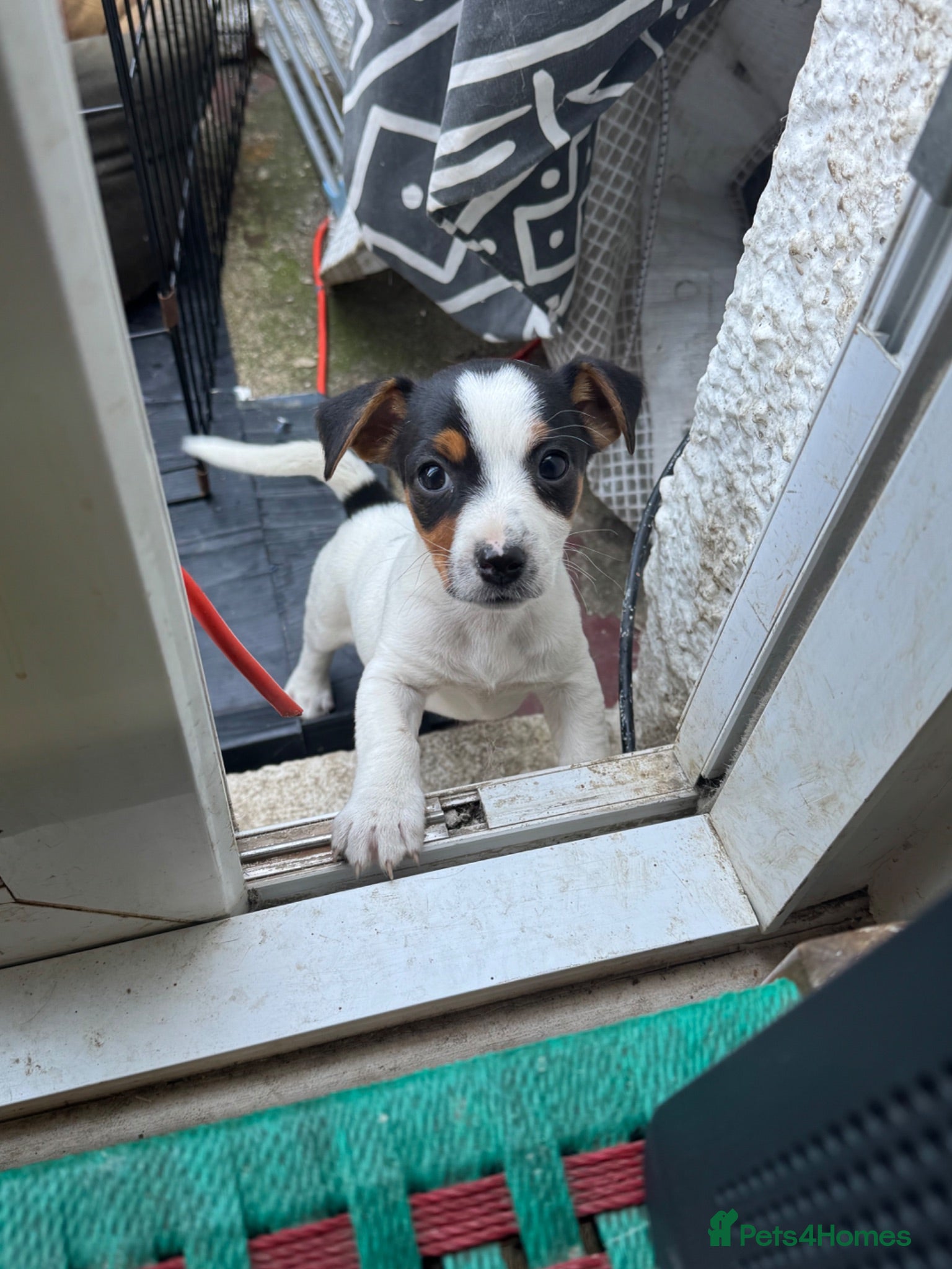 Jack Russell dogs CUTE Jack russel puppies great pedigree healthy  - Advert 8