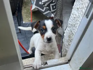 Jack Russell dogs CUTE Jack russel puppies great pedigree healthy - Advert 17