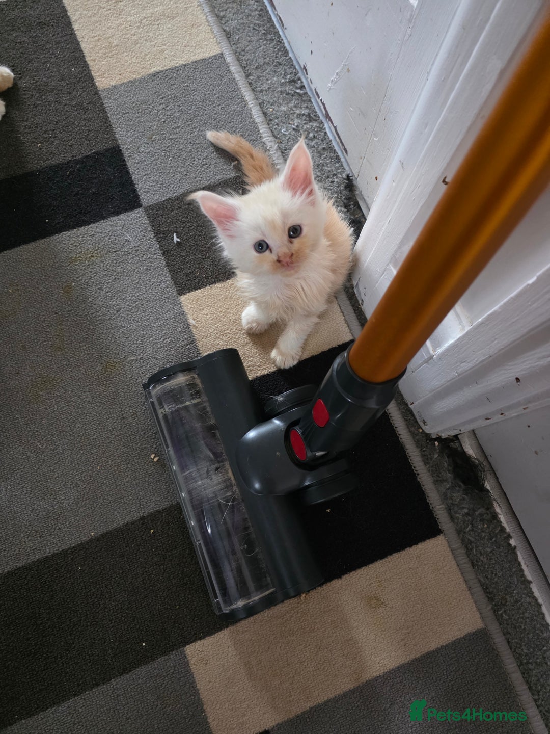 Maine Coon cats for sale: STUNNING MAINE COON KITTENS  - Image 9