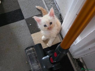 Maine Coon cats - Advert 3