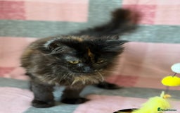 Maine Coon cats for sale: European Blood Lines GCCF Reg Main Coon Kittens  - Image 5