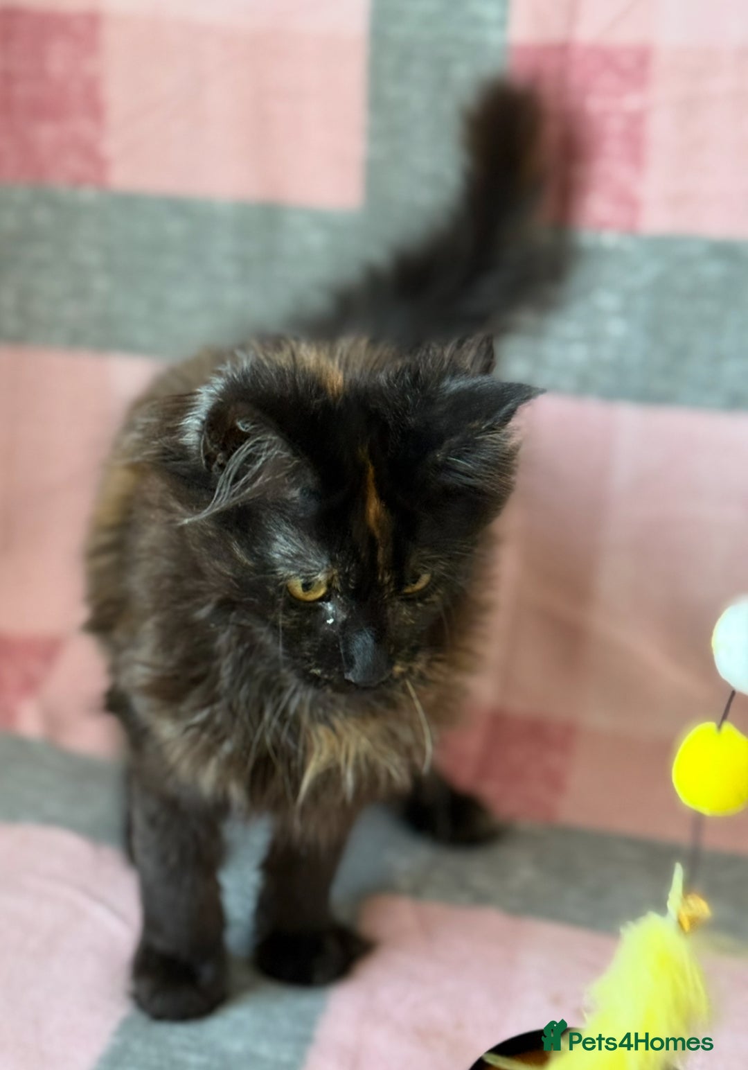 Maine Coon cats for sale: European Blood Lines GCCF Reg Main Coon Kittens  - Image 5