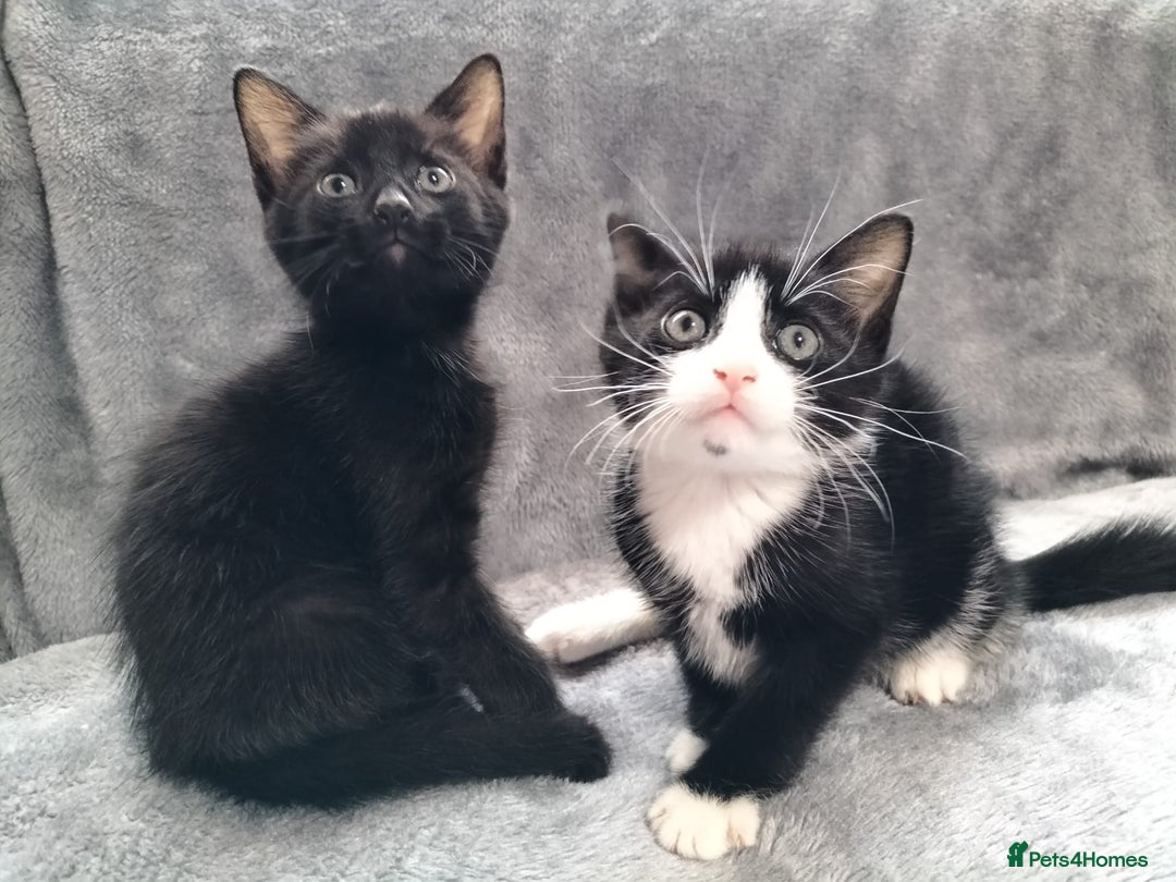 Mixed Breed cats for sale: 3 beautiful tux and black kittens for sale  - Image 11