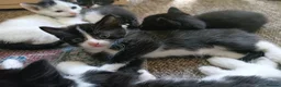Mixed Breed cats for sale: 7 adorable kittens ready in September - Advert 6