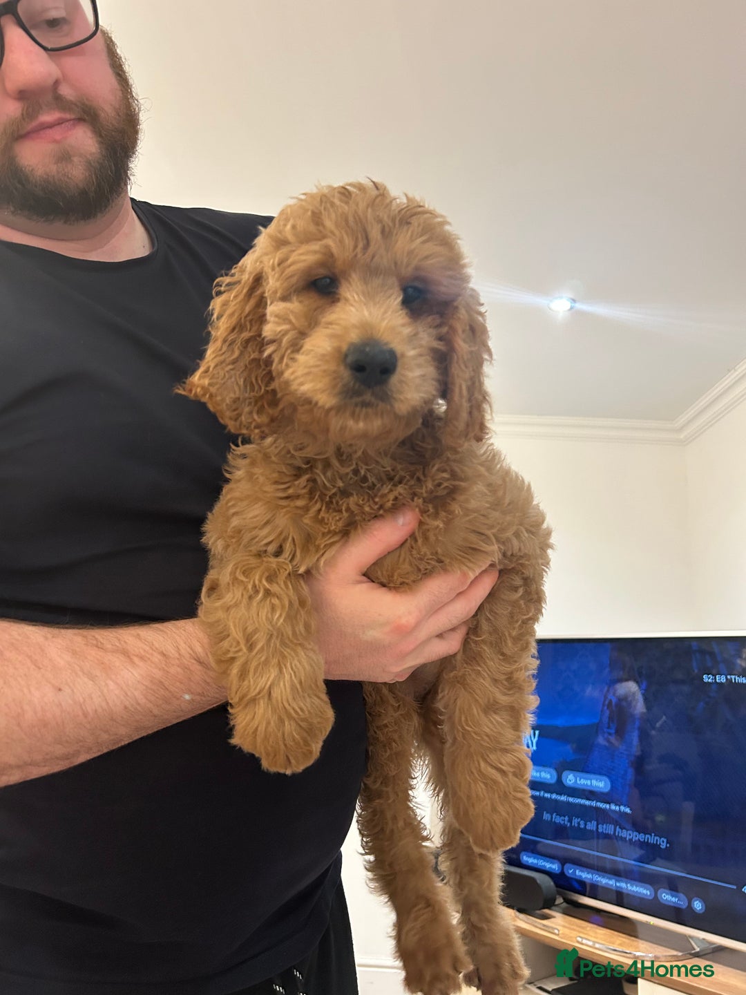 Goldendoodle dogs for sale: 🌟F1B Standard Goldendoodle Puppies in Merthyr Tydfil - Image 4