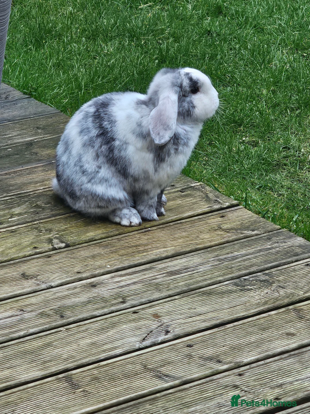 Mini Lop rabbits for sale: Rabbit for sale - Advert 2