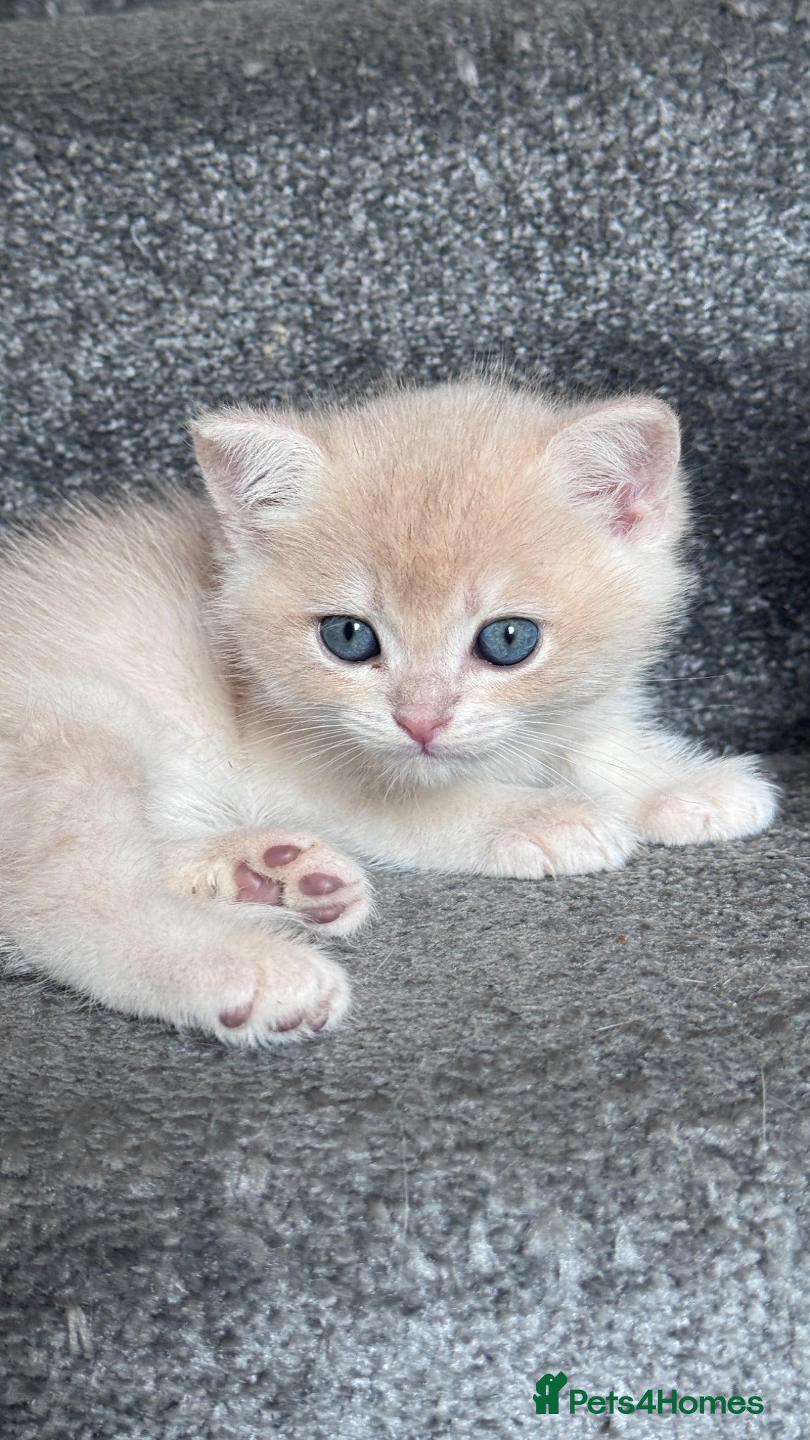 British Shorthair cats for sale: ADORABLE GCCF BSH CHOCOLATE GOLD KITTENS  - Advert 17