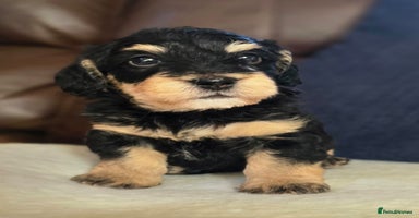 Doxiepoo dogs - Advert 3
