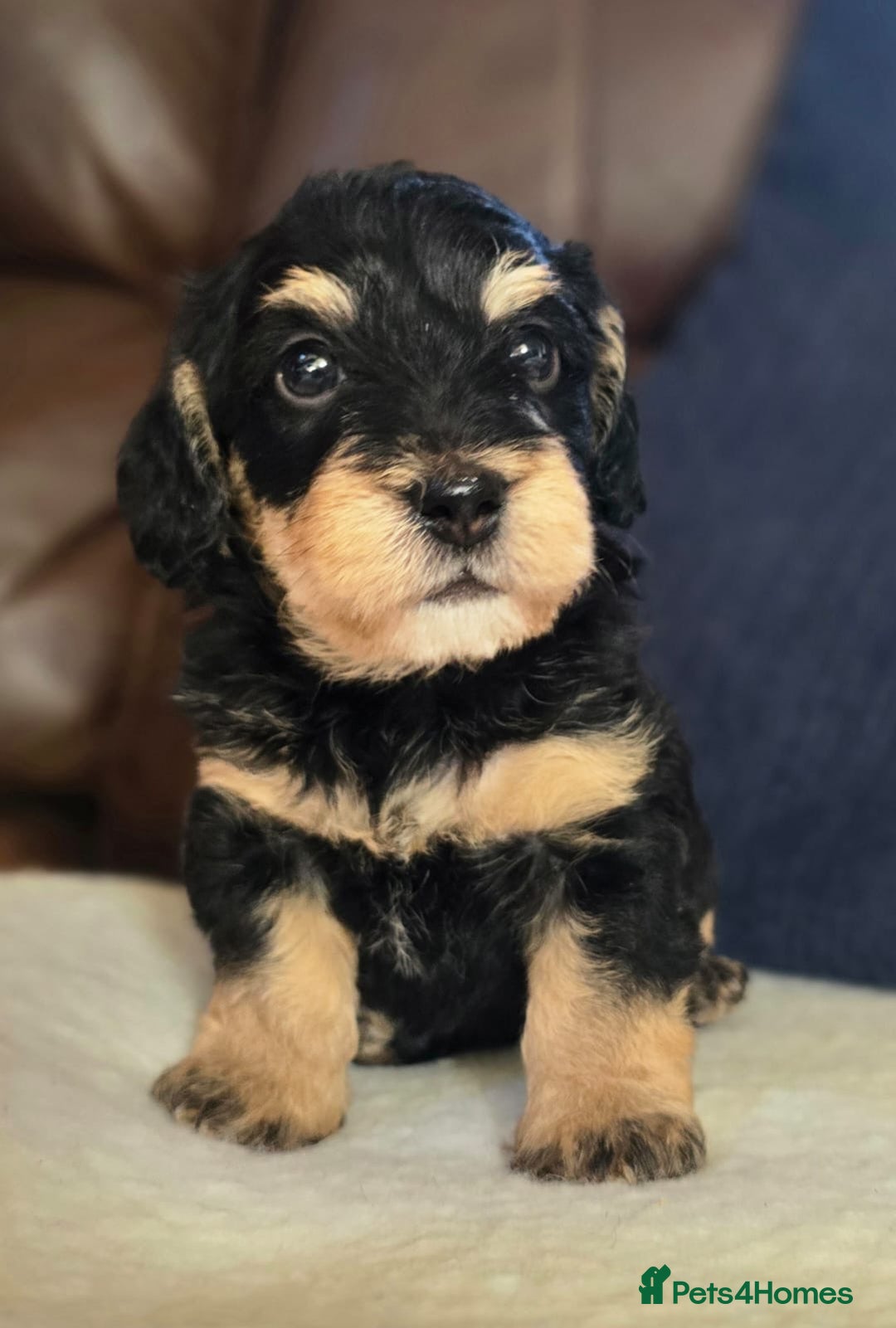 Doxiepoo dogs for sale: Stunning F1 Doxiepoos  - Image 2