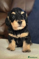 Doxiepoo dogs - Advert 12