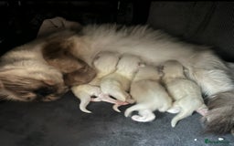 Ragdoll cats for sale: Ragdoll kittens ready for Xmas - Image 2