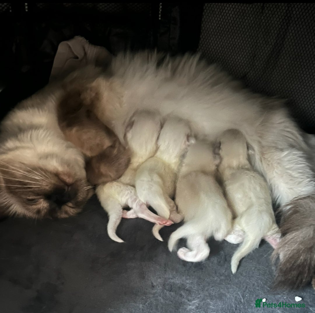 Ragdoll cats for sale: Ragdoll kittens ready for Xmas - Image 2
