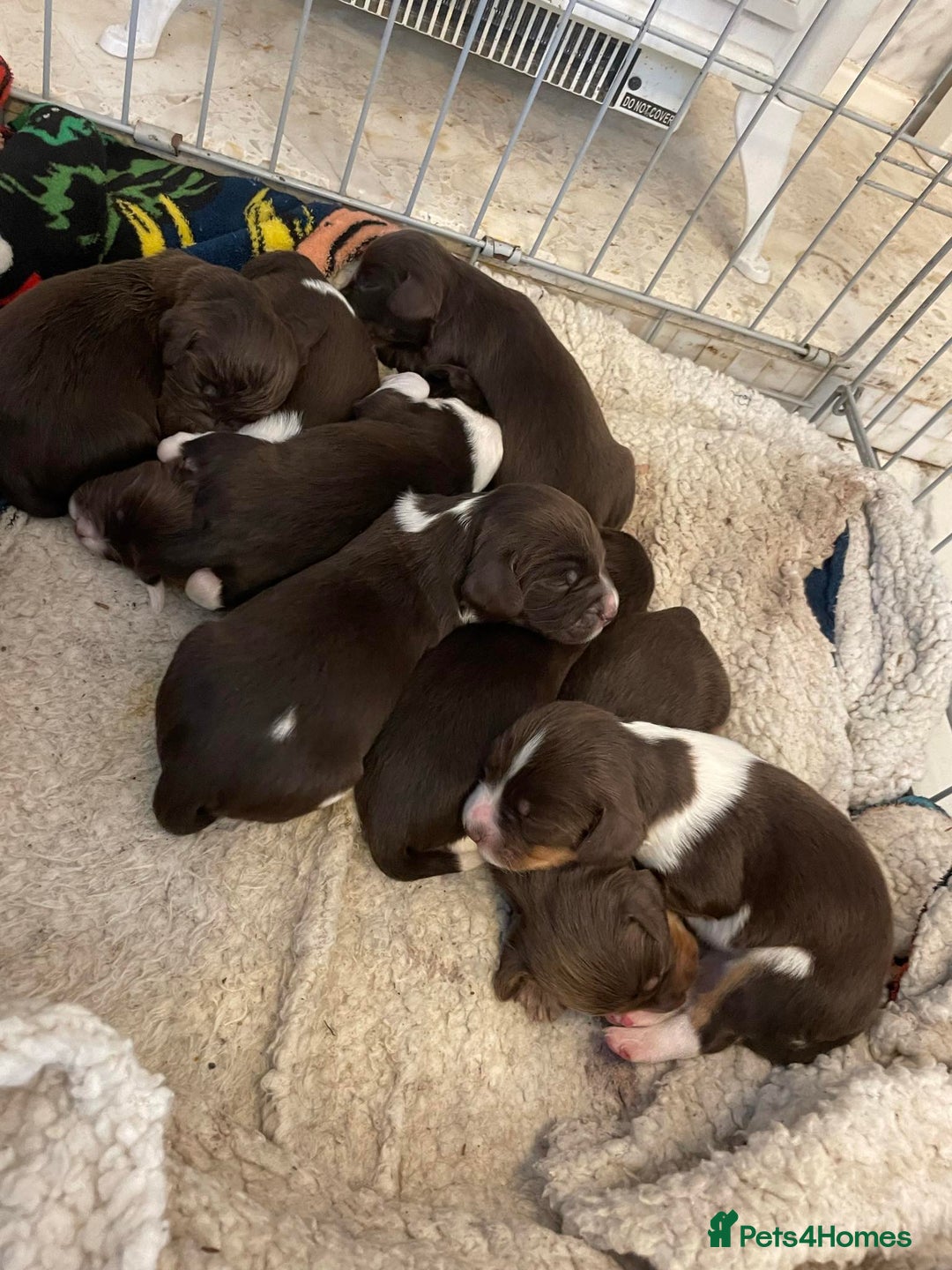 Sprocker dogs for sale: Stunning sprocker puppies  - Advert 11