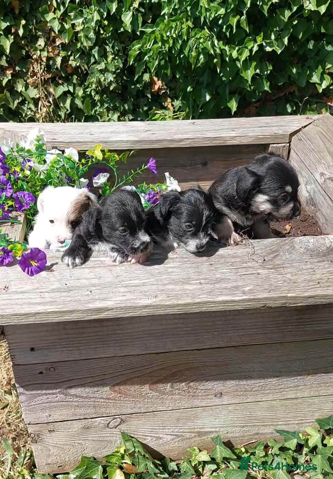 Mixed Breed dogs JACKINORIPOOS - Advert 2