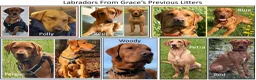 Labrador Retriever dogs for sale: Stunning Red Fox Labs-Health checked, KC Reg, FTCH - Advert 5