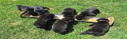 Rottweiler dogs for sale: Perfect Rotties pups for cute families/persons - Advert 5