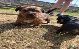 Yorkshire Terrier dogs for sale: Yorkshire Terrier puppies - Image 10