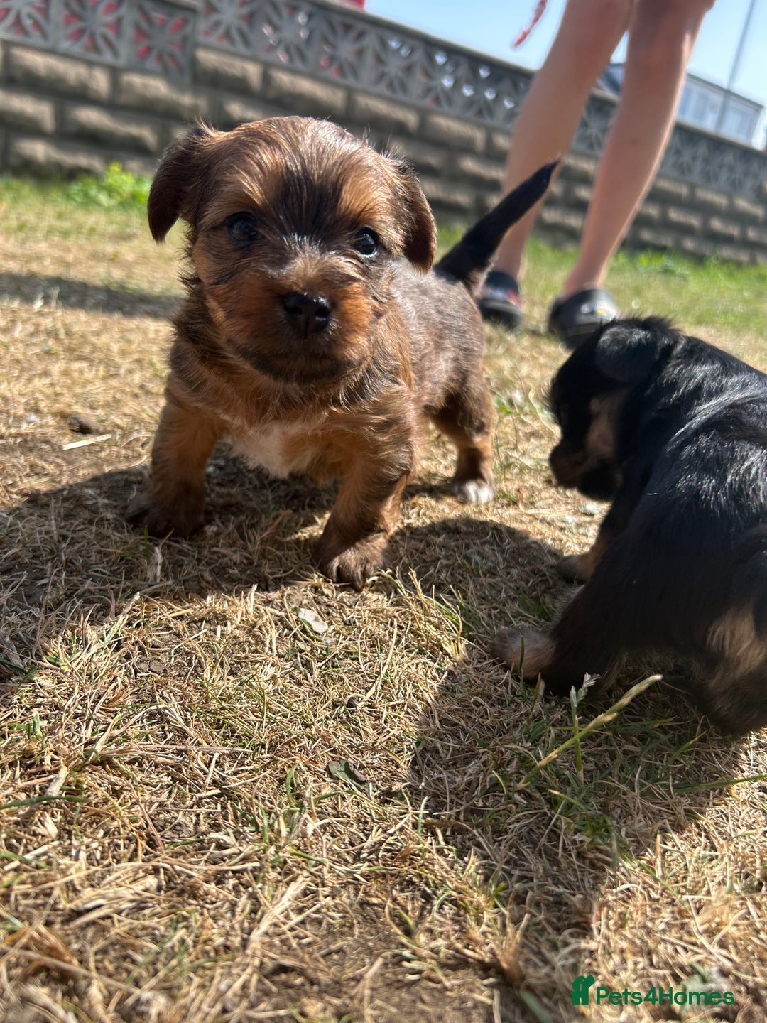 Yorkshire Terrier dogs for sale: Yorkshire Terrier puppies - Image 10