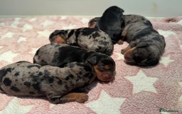 Miniature Dachshund dogs for sale: Stunning miniature wire haired dachshund  - Image 4