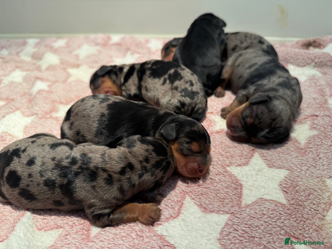 Miniature Dachshund dogs for sale: Stunning miniature wire haired dachshund  - Image 4