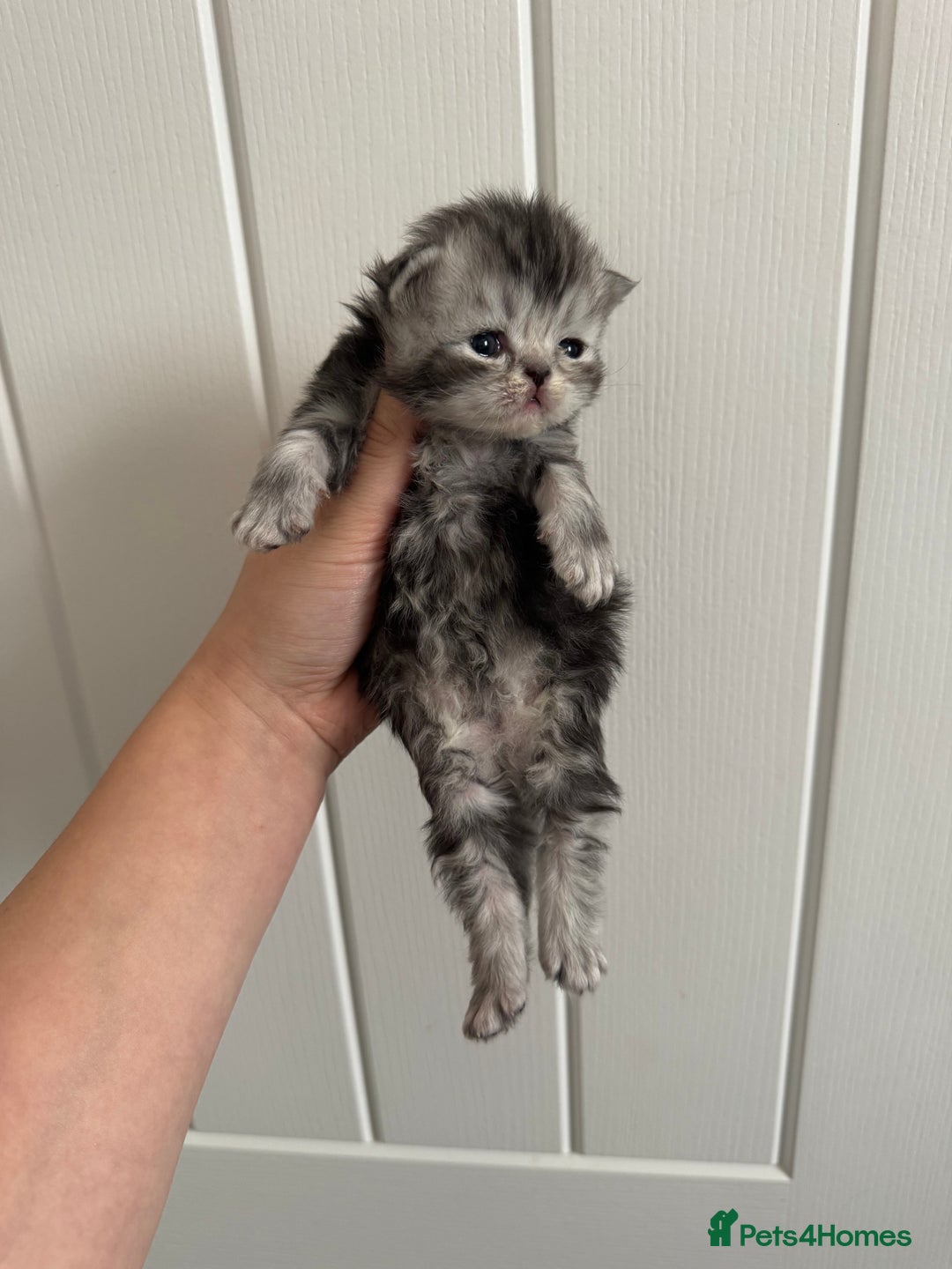 Persian cats for sale: Pure persian kittens - Advert 12