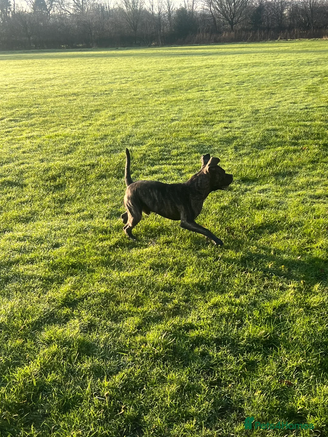 Mixed Breed dogs for sale: Staff X Cane Corso - Advert 4