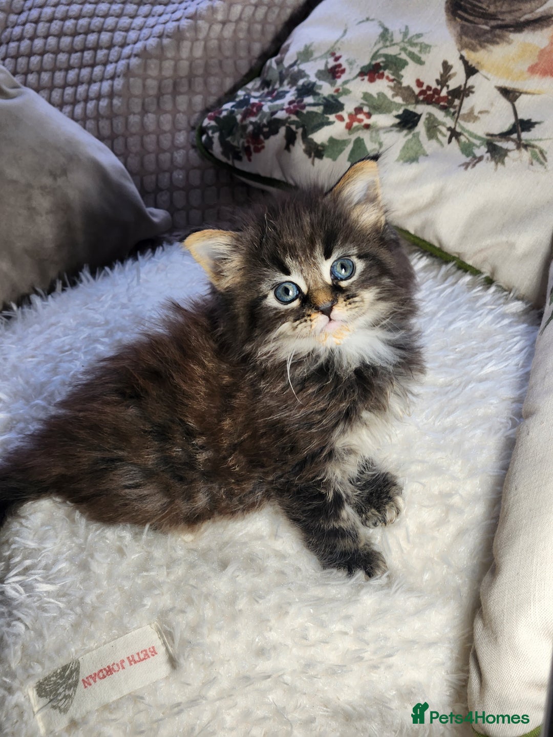 Maine Coon cats for sale:  Ready Now! Maine coon Kittens  - Advert 2
