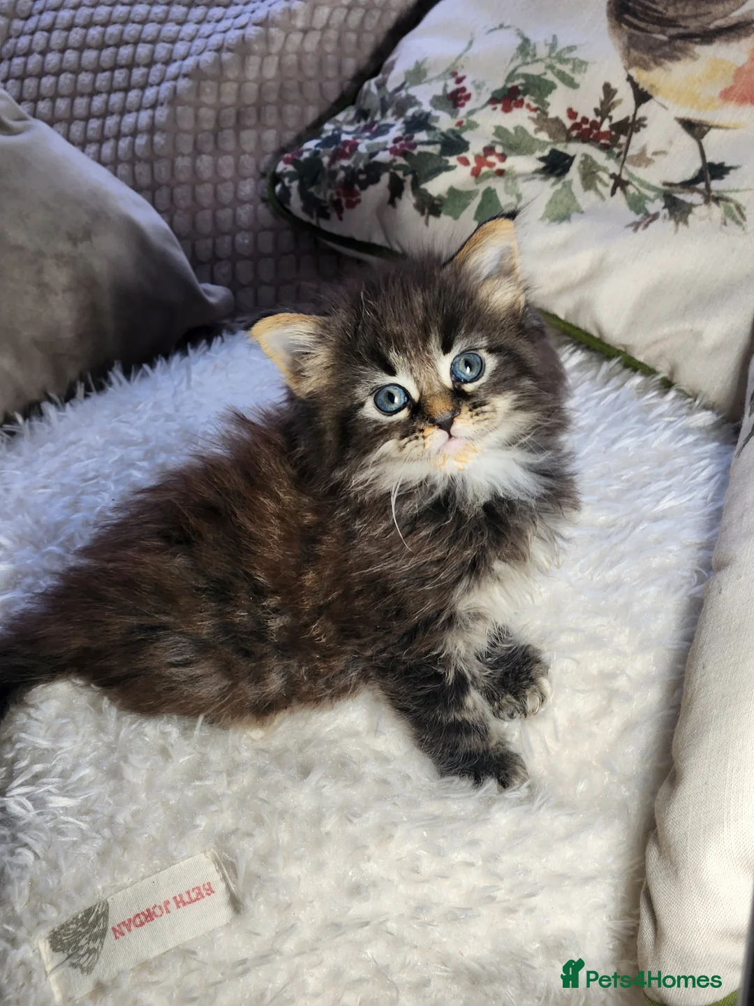 Maine Coon cats for sale:  Ready Now! Maine coon Kittens  - Advert 2